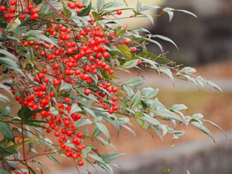 鬼門 植物|鬼門に置くと良いもの【おすすめ7選】｜パワースト